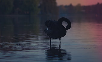 Silhouette of Black Swan on Lake at Sunset