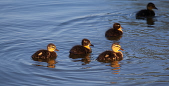 Cute ducklings swimming in a line on calm blue water