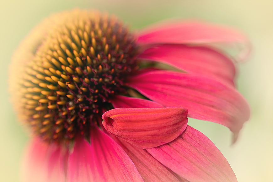 Close-up of Pink Echinacea Flower with Soft Focus Background
