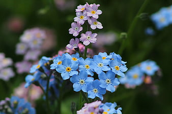 Close-up of Blue and Purple Forget-me-not Flowers