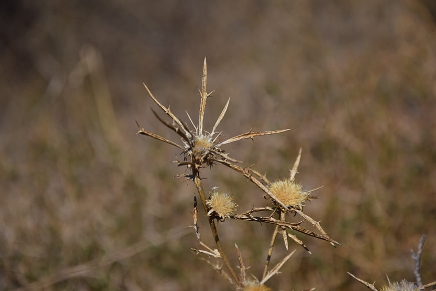 Dried thistle plant with seeds in dry field