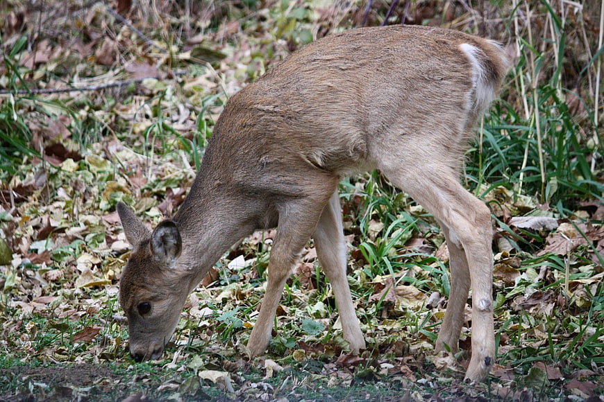 Young deer grazing in autumn forest with fallen leaves