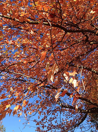 Vibrant Orange Maple Leaves Against Blue Sky in Autumn