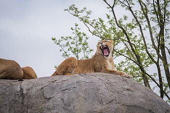 Lioness Yawning on Rock in Natural Habitat