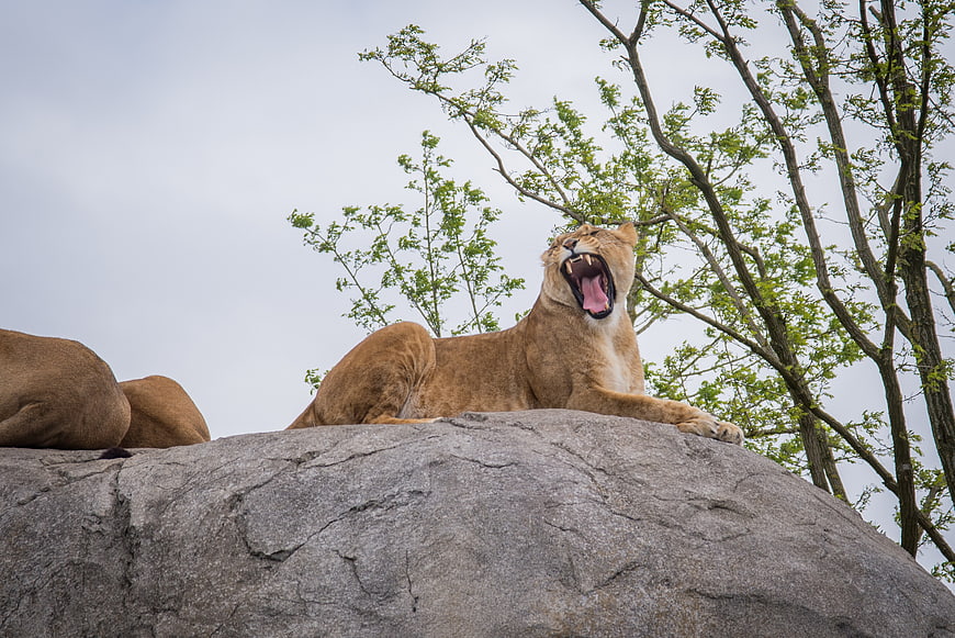 Lioness Yawning on Rock in Natural Habitat