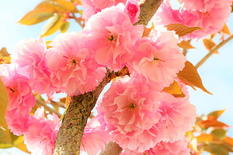 Close-up of vibrant pink cherry blossoms on a branch