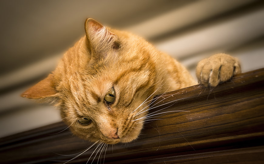 Curious orange tabby cat peering over wooden railing