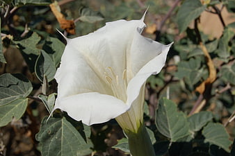 Close-up of a white Angel's Trumpet flower in bloom