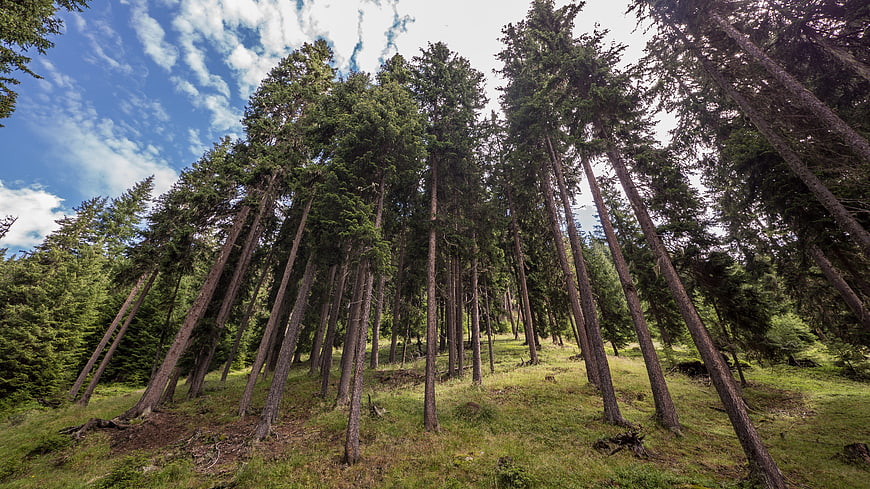 Low angle view of tall fir trees in a green forest
