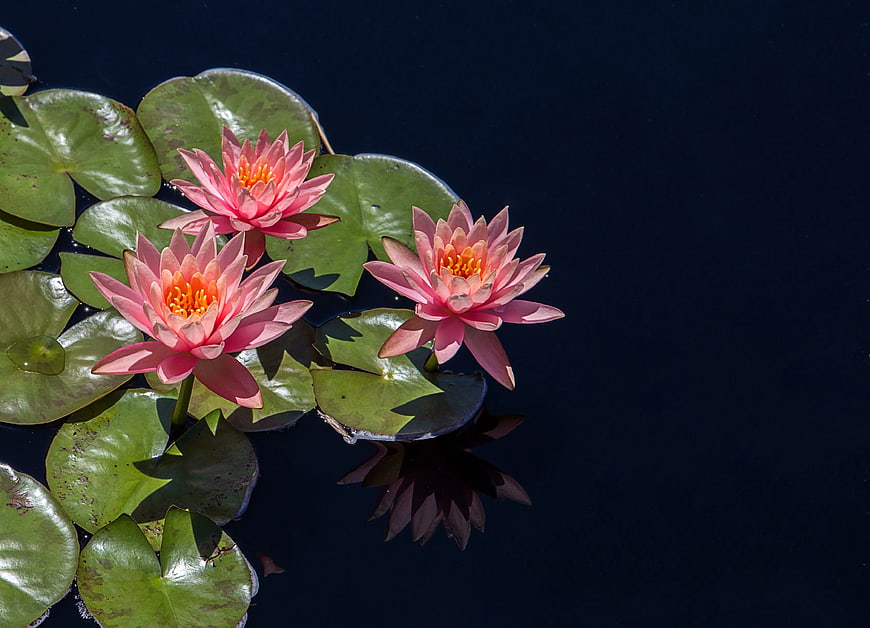 Pink Water Lilies Floating on Dark Pond Water