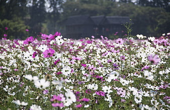 Vibrant field of pink and white cosmos flowers with blurred background