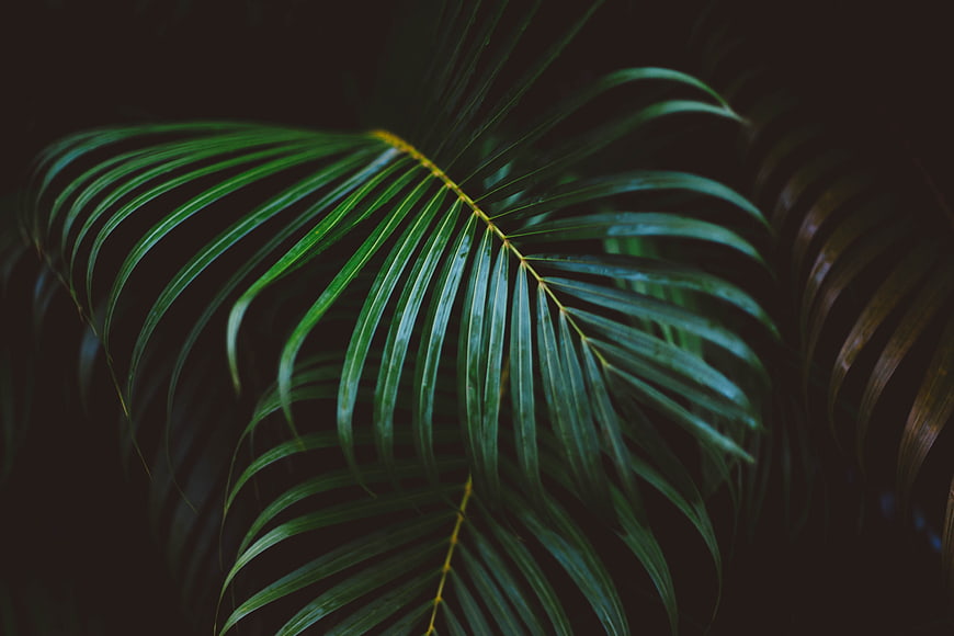 Dark moody tropical palm leaf on black background