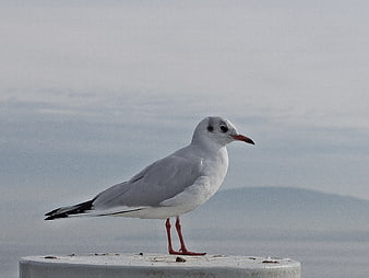 Seagull Standing on Concrete Post with Ocean Background