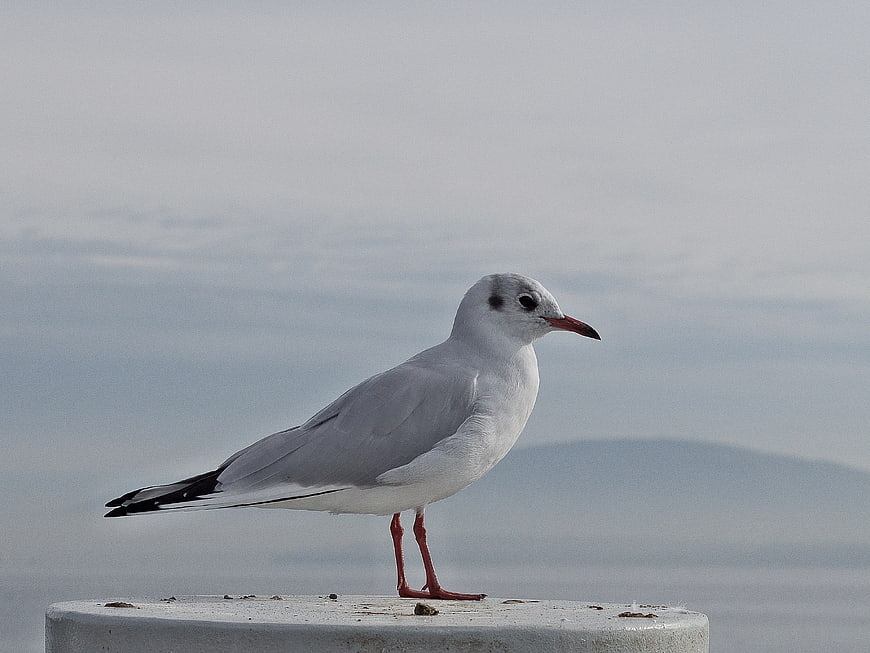 Seagull Standing on Concrete Post with Ocean Background
