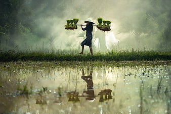 Farmer carrying rice seedlings in misty paddy field