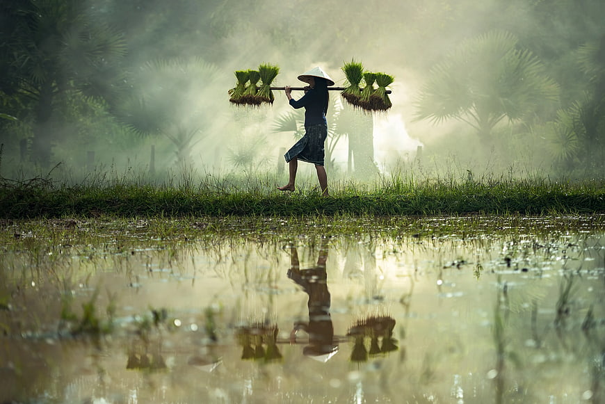 Farmer carrying rice seedlings in misty paddy field