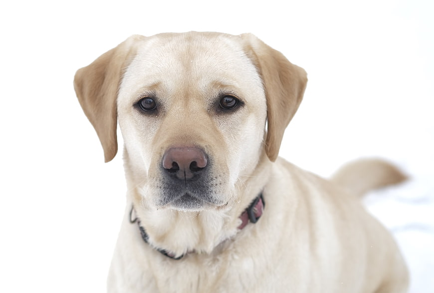 Close-up Portrait of Yellow Labrador Retriever on White Background