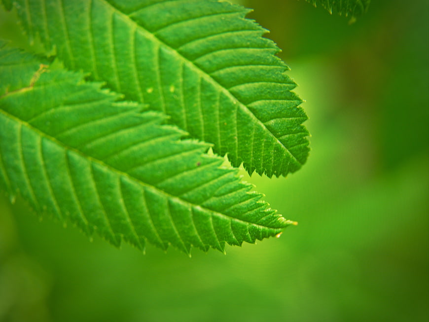 Close-up of vibrant green leaf with detailed veins
