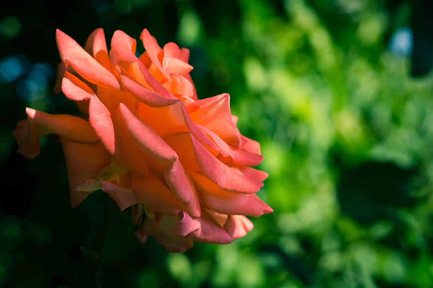 Close-up of a vibrant orange rose against a blurred green background