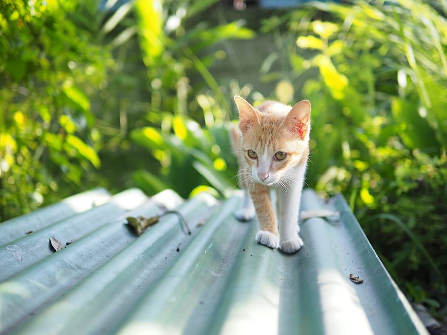 Cute Ginger Cat Walking on Green Corrugated Roof