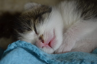 Sleeping Kitten Face Close Up On Blue Blanket