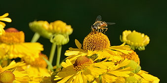 Hoverfly on Yellow Coneflower in Sunlight