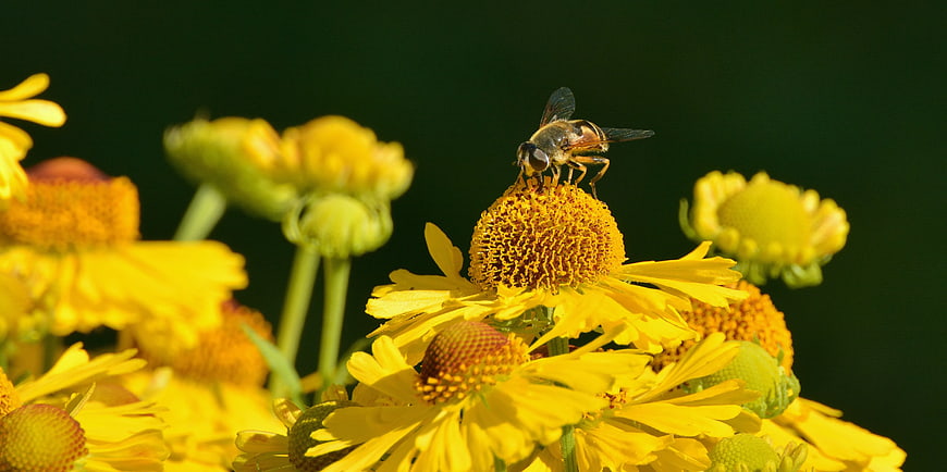 Hoverfly on Yellow Coneflower in Sunlight