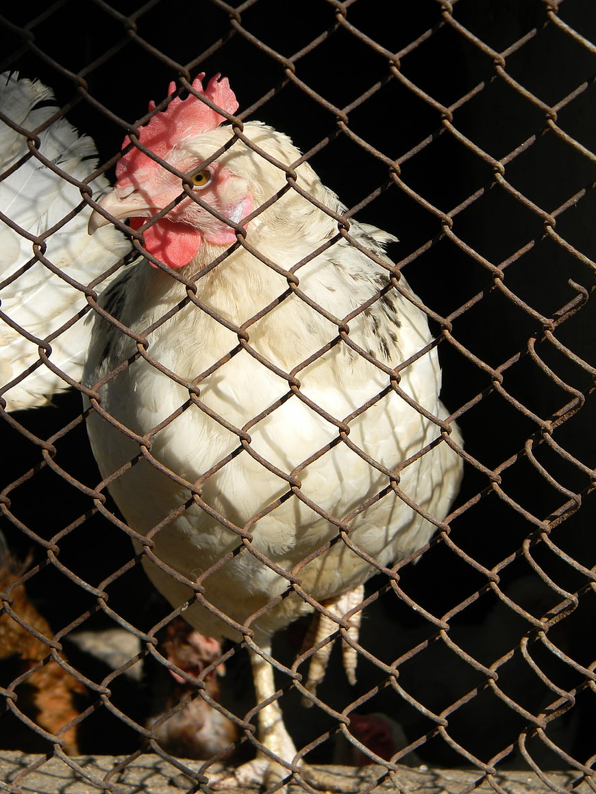 White Chicken Behind Rusty Chain Link Fence