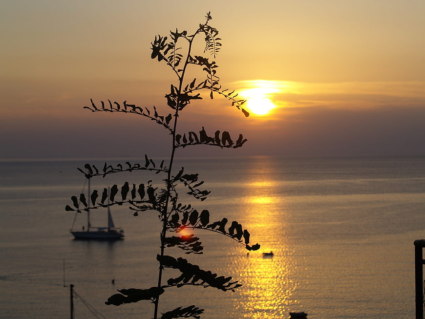 Silhouette of plant branch against golden sunset over calm sea