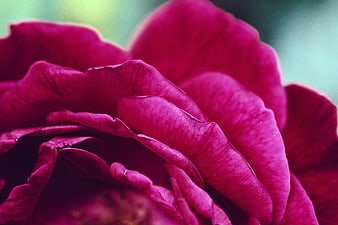 Close-up of vibrant pink rose petals with soft background