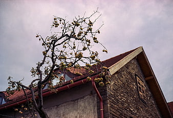 Persimmon tree with fruit against stone house roof