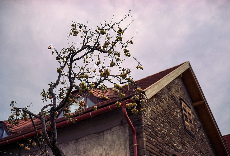 Persimmon tree with fruit against stone house roof