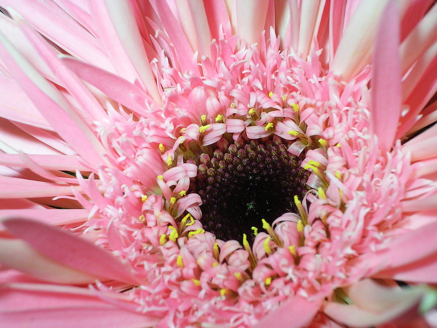 Macro Close-Up of Pink Gerbera Daisy Center