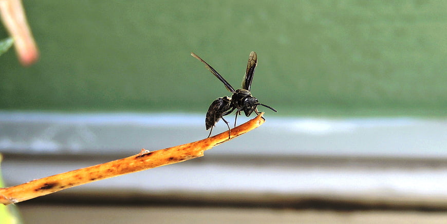 Close-up of a black wasp perched on a twig