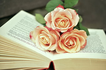 Three Peach Roses Resting on an Open Book