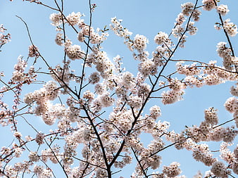 White Cherry Blossoms Against Clear Blue Sky