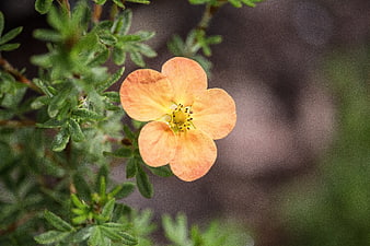 Close-up of a vibrant orange-yellow wildflower bloom