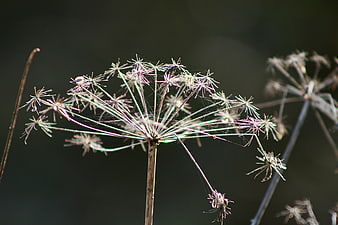 Close-up of dried seed head with spider web against dark background