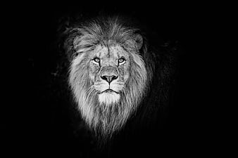 Dramatic Black and White Portrait of a Male Lion Head