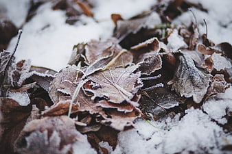 Close-up of frost-covered brown leaves in winter snow