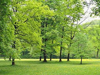 Lush Green Trees in a Sunny Meadow with Yellow Wildflowers