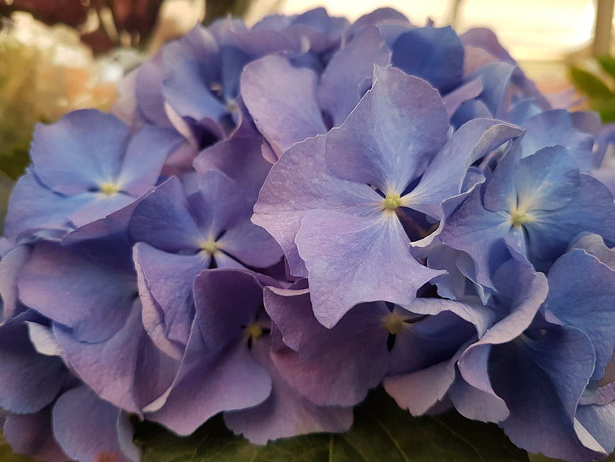 Close-up of vibrant blue hydrangea flowers