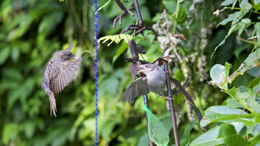 Parent Sparrow Feeding Baby Bird in Garden