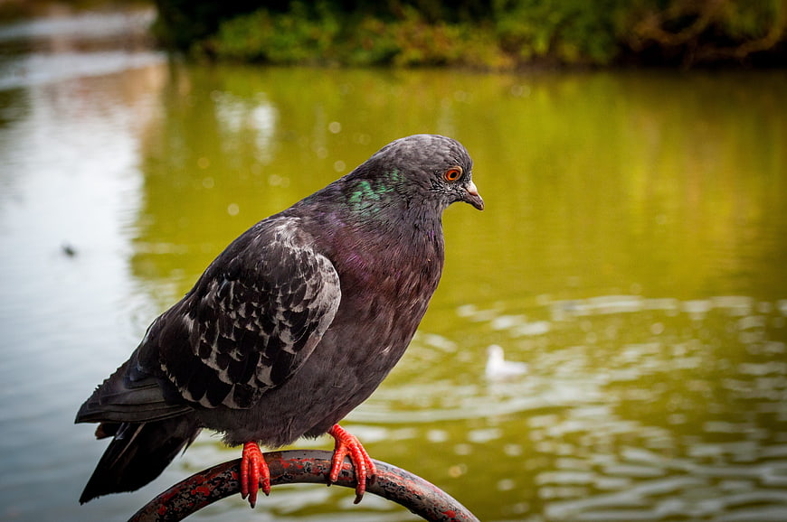 Pigeon perched on railing by green pond