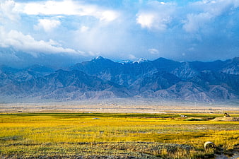 Golden agricultural field with distant snow-capped mountains and dramatic sky