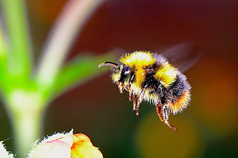Close-up of a bumblebee in flight near a flower