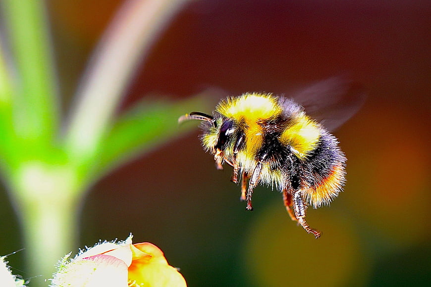Close-up of a bumblebee in flight near a flower