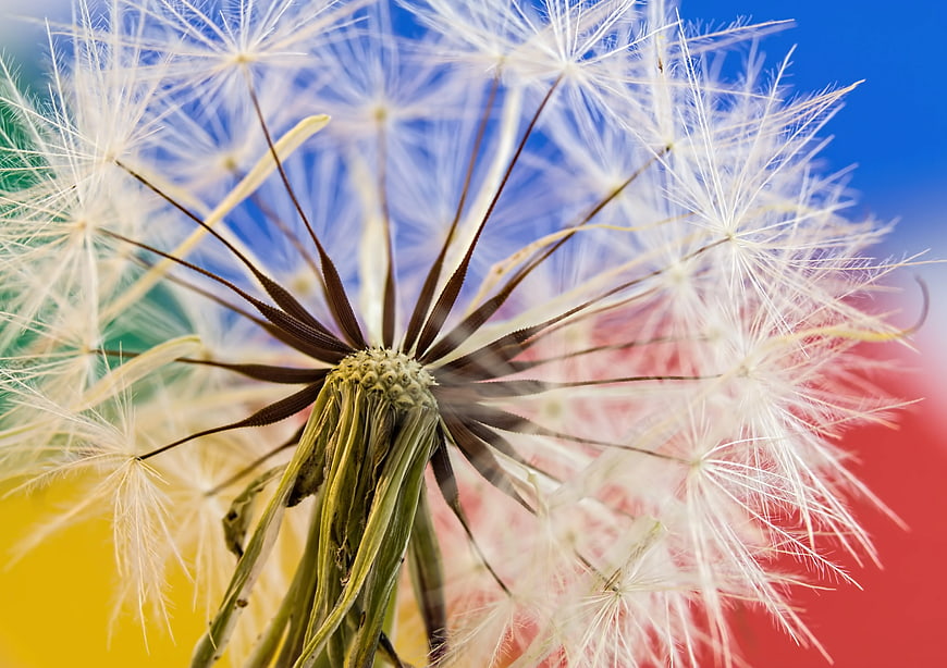 Close-up of a dandelion seed head against a colorful background