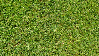 Green Grass Texture Background for Design