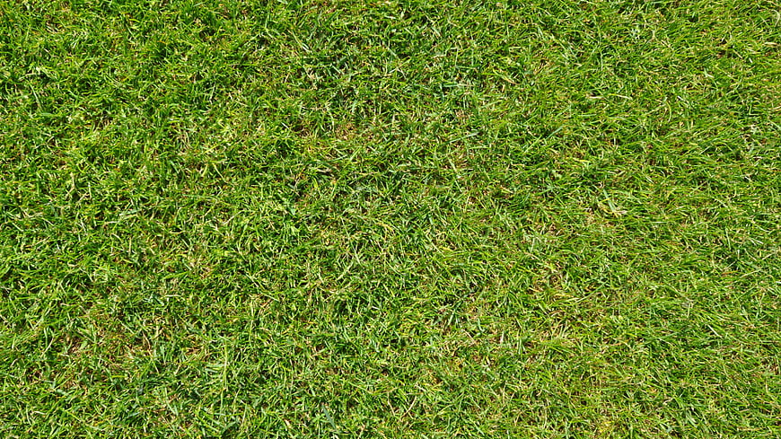 Green Grass Texture Background for Design